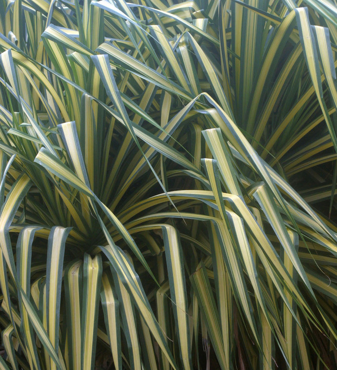 Pandanus Veitchii